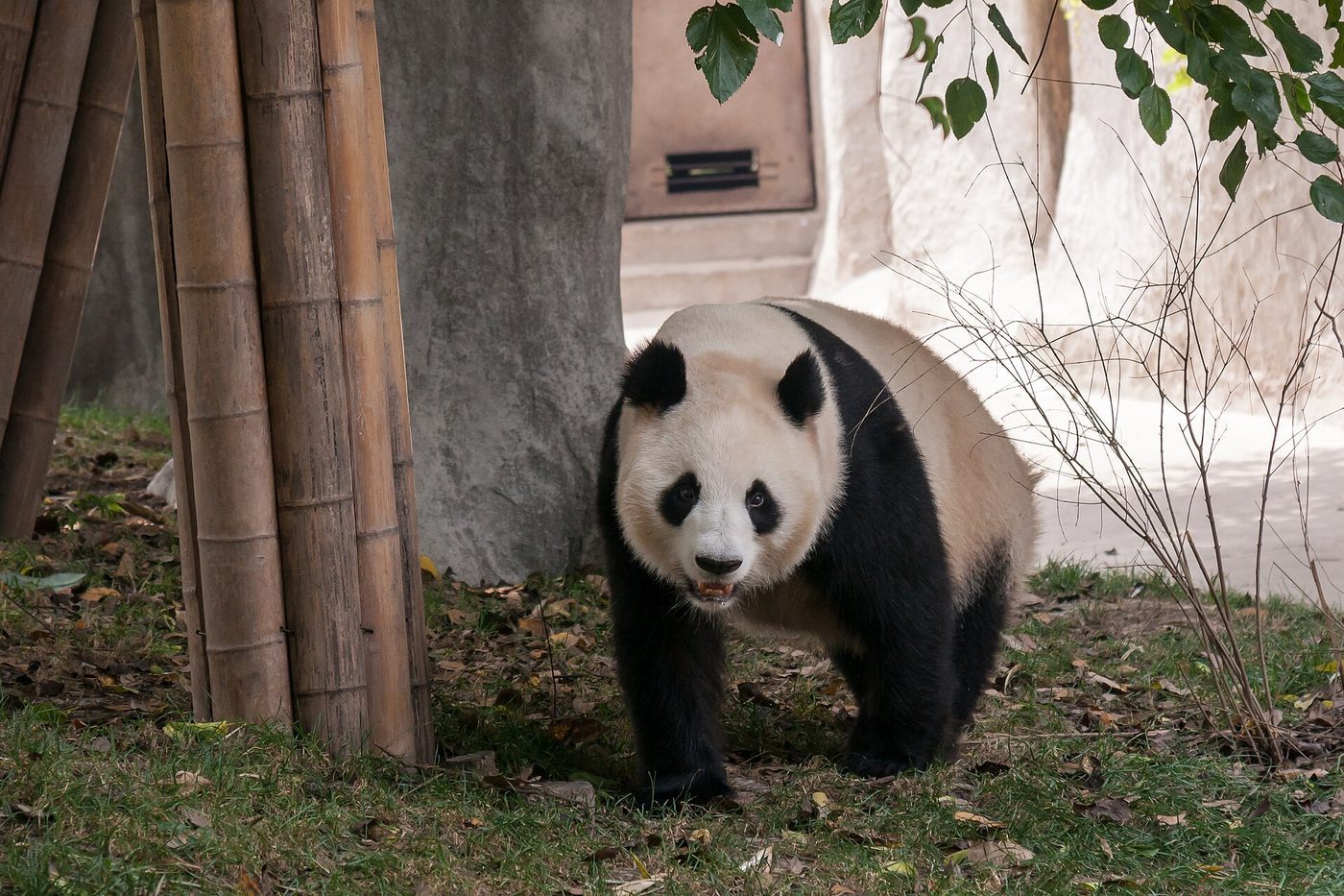 A giant panda at the Chengdu Research Base of Giant Panda Breeding